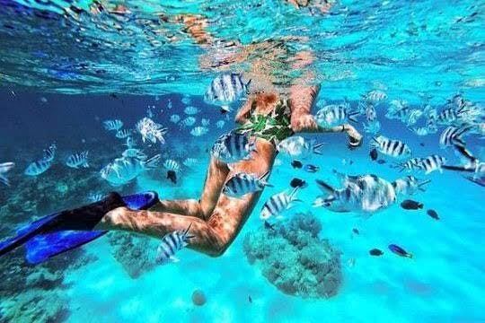 Passeio de golfinhos na Ilha Mnemba na Ilha Mnemba em Zanzibar