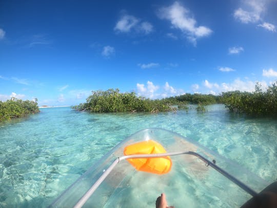 Excursión ecológica de 2 horas a Clear Kayak Mangrove Cay