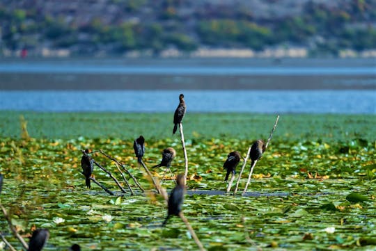 Lake Skadar Wilderness Boat Trip