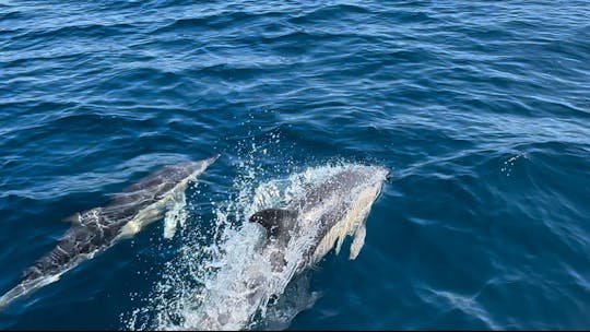 Sesimbra : observation des dauphins