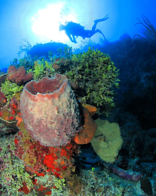 Nassau : aventure privée de plongée sous-marine 