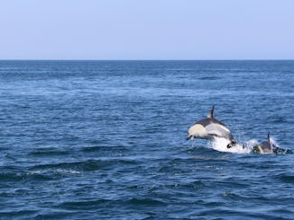 Passeio de golfinhos - Lagos