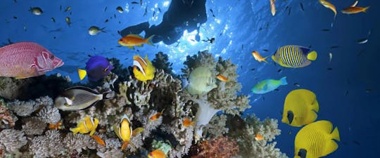 ダイビング+シャルムエルシェイクのホワイトアイランド旅行VIPヨット 