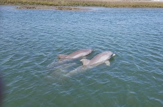 Recorrido de 2 horas en barco con delfines por Charleston