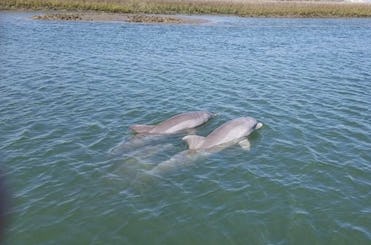 Passeio de barco com golfinhos de 2 horas em Charleston