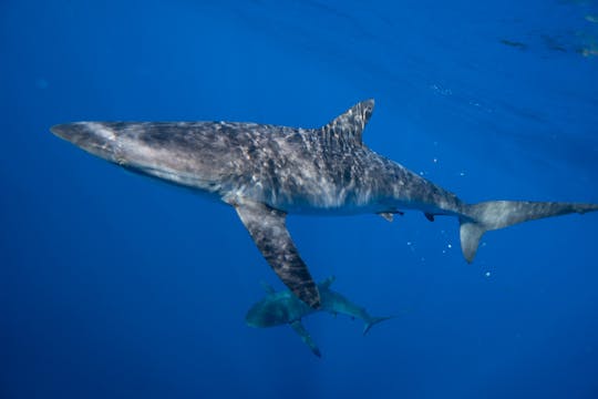 Swimming with Sharks San José del Cabo