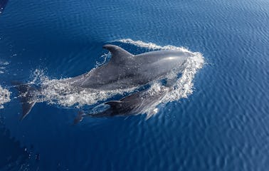 Excursions d'observation des dauphins à Benalmádena