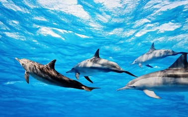 4 hours Dolphin Safari Tour in Corralejo, Canarias