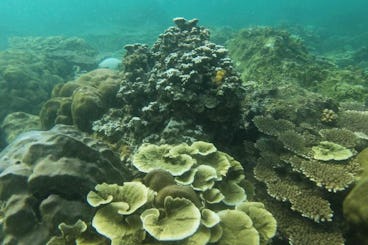 Excursão de caiaque e snorkel de meio dia