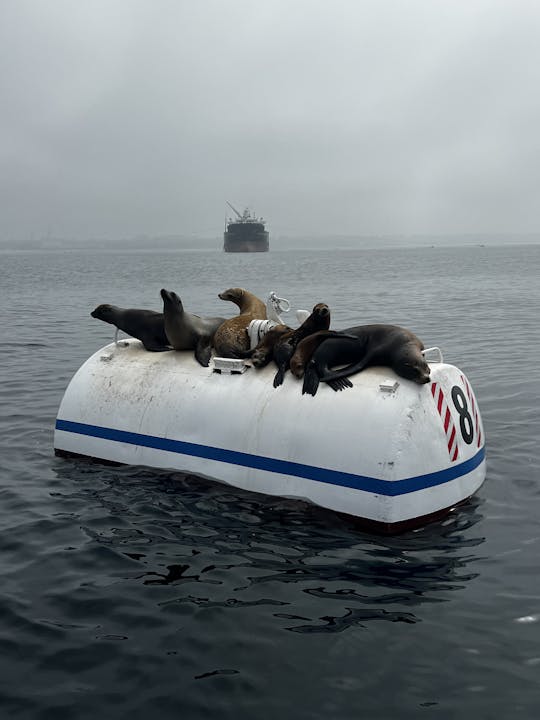 Come aboard the 32ft Dolphin Sightseeing Boat! A fun 90 minute excursion!