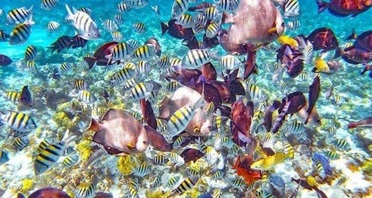 Practique snorkel en un arrecife tropical, alimente a los cerdos nadadores y almuerce en un bar flotante 