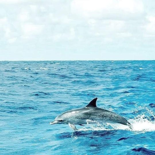Discover the Beauty of the Azores Aboard a 40ft Crewed Sailboat