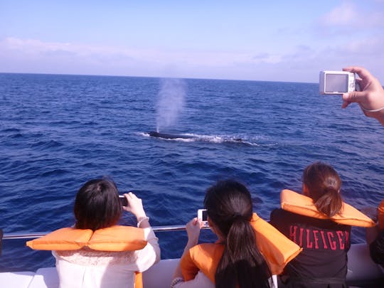 Aventura de observación de ballenas en Okinawa: presencie el espectáculo de la naturaleza