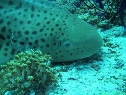 Excursions privées de plongée sous-marine à Muscat
