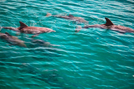 Emerald Coast Dolphin & Snorkel Tour