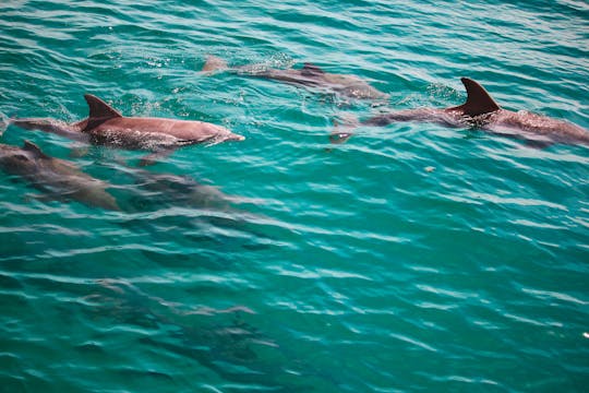 Excursion avec tuba et dauphins sur la Côte d'Émeraude