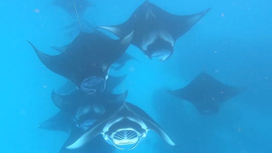 Mergulho com tubarões-tigre//Mergulho com arraias de manta//Mergulho em naufrágios 