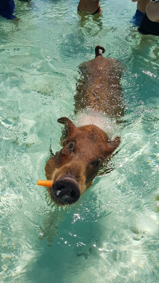 Journée à la plage avec cochons, tortues et plongée en apnée