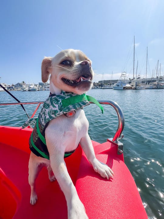 Electric Boat rentals in San Diego Bay! Day date idea! Dog Friendly experience!