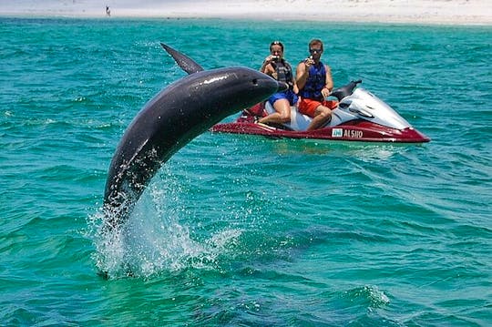 Jetski dolphin  adventure Curise  Punta Gorda 