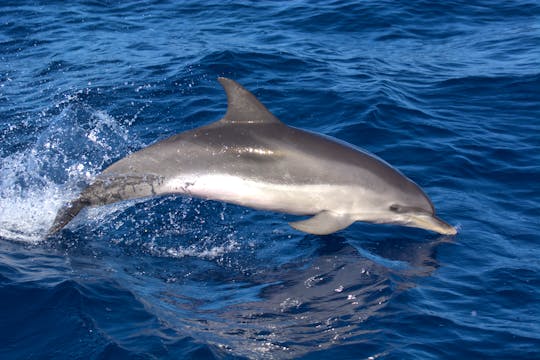 4 hours Dolphin Safari Tour in Corralejo, Canarias