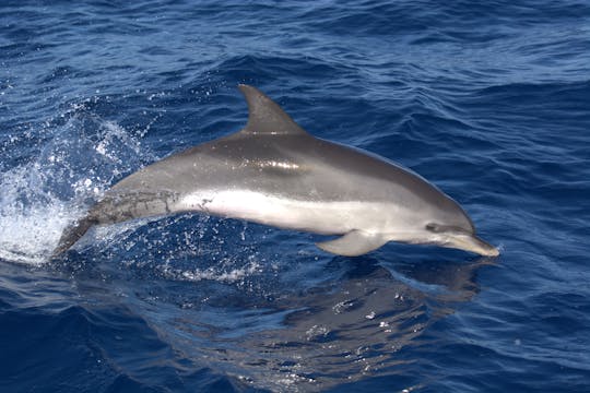 4 hours Dolphin Safari Tour in Corralejo, Canarias