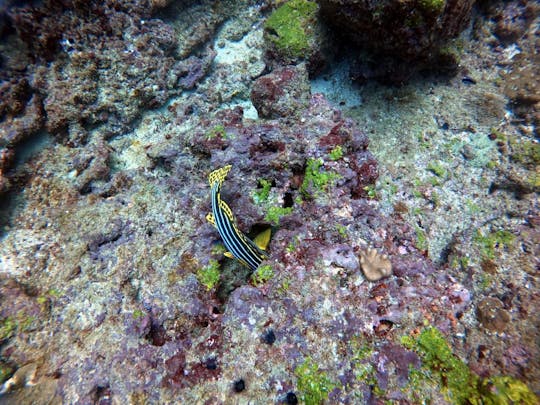 Snorkeling  in Negombo, Sri Lanka