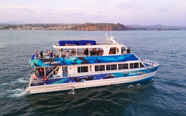 Catamarán a motor de lujo para observar ballenas y más en Dana Point