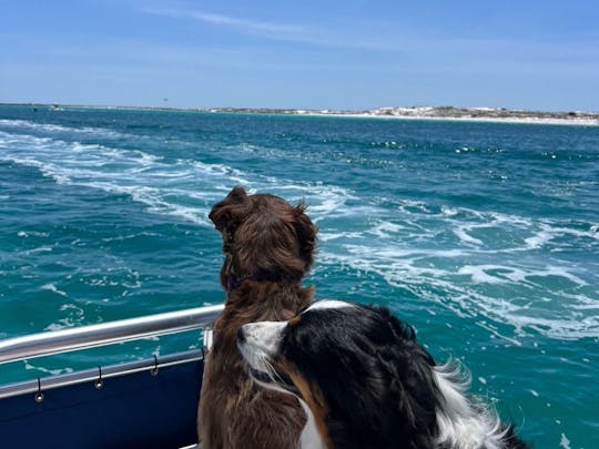  CRAB ISLAND / Dolphins / Paddleboard ADVENTURE via a Private Captained Pontoon