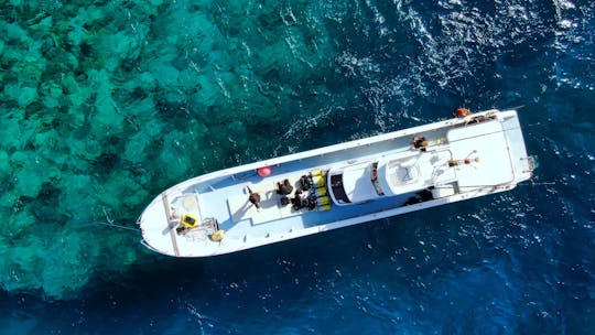 Aventura de observación de ballenas en Okinawa: presencie el espectáculo de la naturaleza