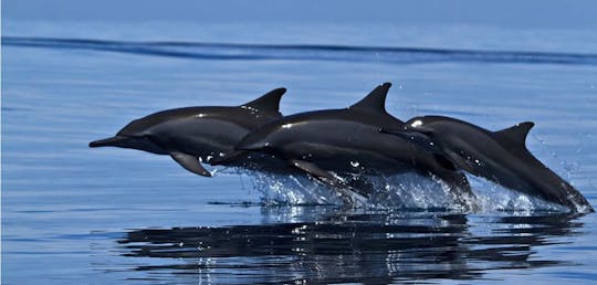 Dolphin Watching in Trincomalee