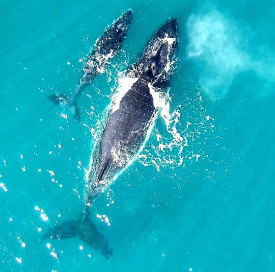 🥰「バカルディ島」サマナに出航〜プライベートカタマランセーリング 