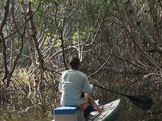 Mangrove tunnel trail