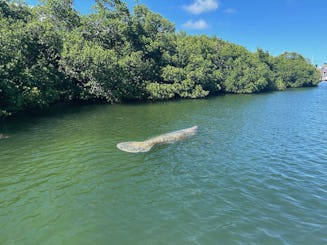23ft Sunset Eco Boat Tour