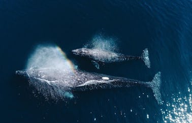 Whale Watching in Kalpitiya