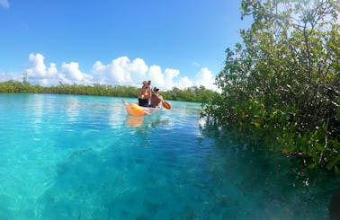 Clear Kayak Mangrove Cay Eco Venture 2-hour tour