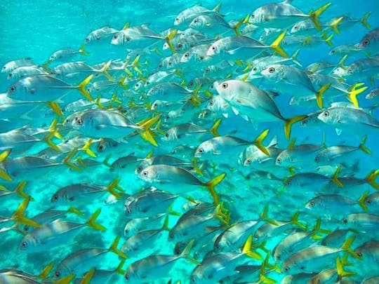 Snorkeling Holchan & Shark Ray Alley in Ambergris Caye