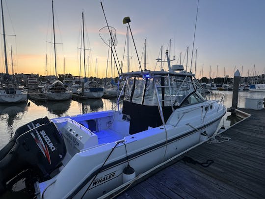 Boston Whaler de 28 pies: cruceros al atardecer, aventuras en el área de la bahía y más 