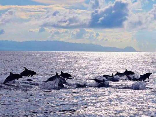 Enjoy with Dolphin Watching and Island Hopping