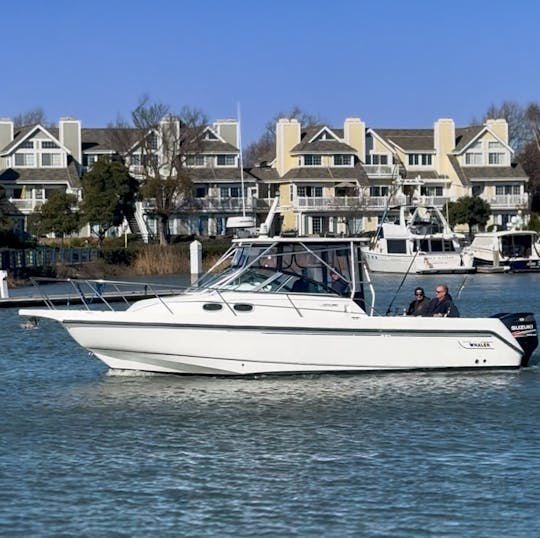 Boston Whaler de 28 pies: cruceros al atardecer, aventuras en el área de la bahía y más 