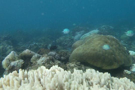 Excursion d'une demi-journée en kayak et plongée avec tuba