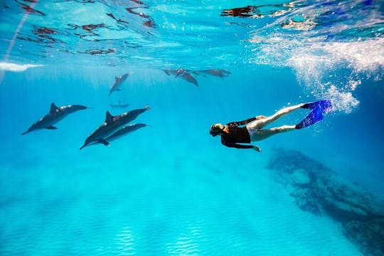 Nade con delfines en lancha rápida semiprivada y traslado - Hurghada