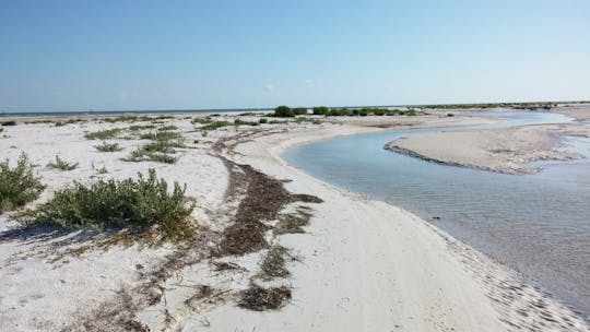 Passeios de aerobarco em Tarpon Springs! Anclote Key, manguezais, praias