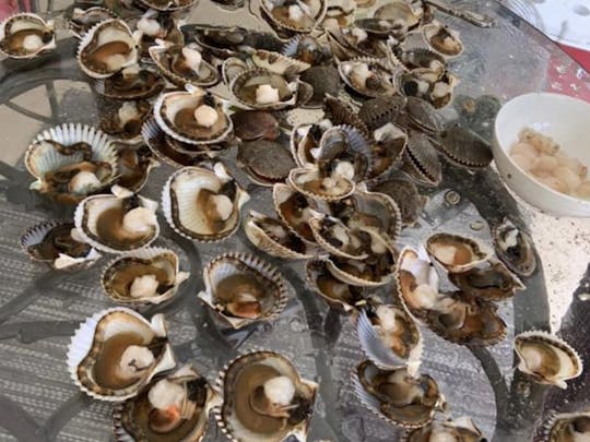 Scalloping Season July 1 through Aug 6