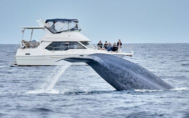 5-Star Whale Watching on Upscale Motor Yacht in Dana Point