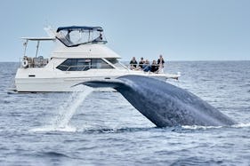 5-Star Whale Watching on Upscale Motor Yacht in Dana Point