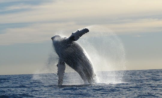 Rencontre avec la faune en bateau partagé à San Jose del Cabo