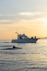 Dolphin watching on a yacht with snacks and drinks 