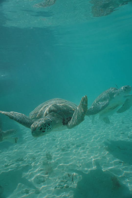 Excursão à Ilha do Porto e Eleuthera 