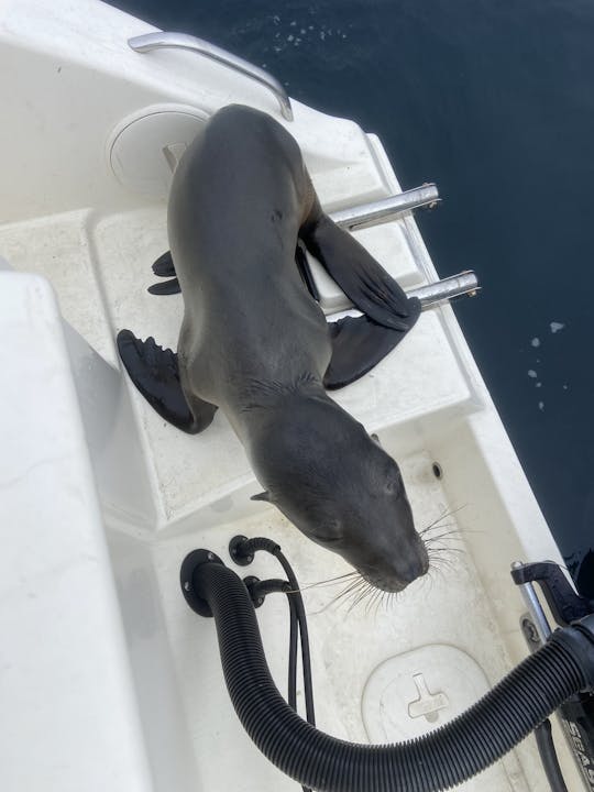 22ft Center Console  in Newport Beach